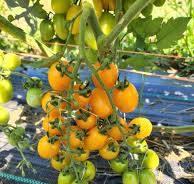 Solanum lycopersicum 'Datterini Yellow' - Tomato, Datterini Yellow from My Organic Table