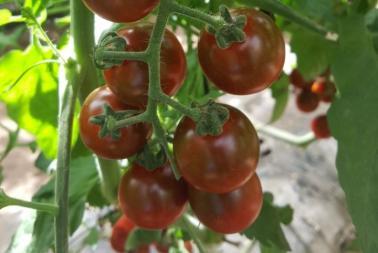 Solanum lycopersicum 'Madera' - Tomato, Madera from My Organic Table