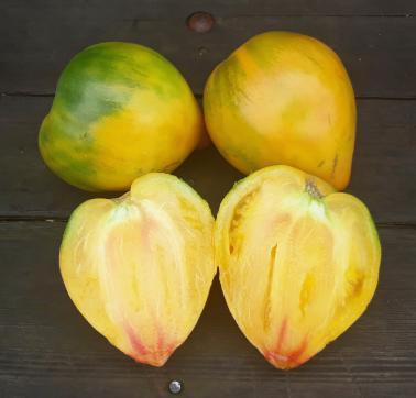 Solanum lycopersicum 'Midnight Sun' - Tomato, Midnight Sun from My Organic Table