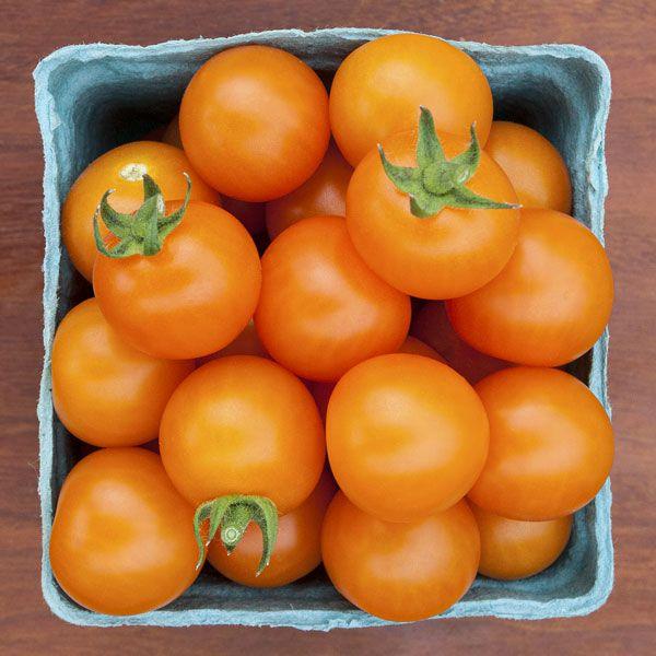 Solanum lycopersicum 'Toronjina' - Tomato, Toronjina from My Organic Table