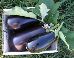 Solanum melongena 'Black Beauty' - Eggplant from My Organic Table