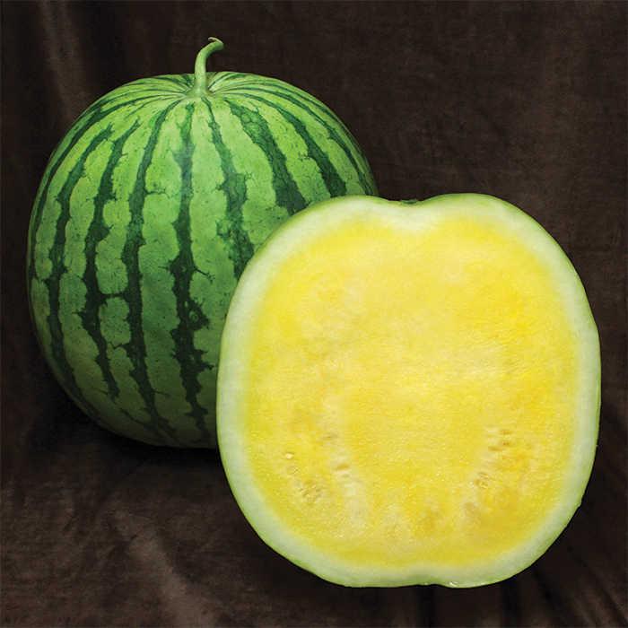 Citrullus lanatus 'Seedless - Yellow' - Watermelon Seedless - Yellow from My Organic Table