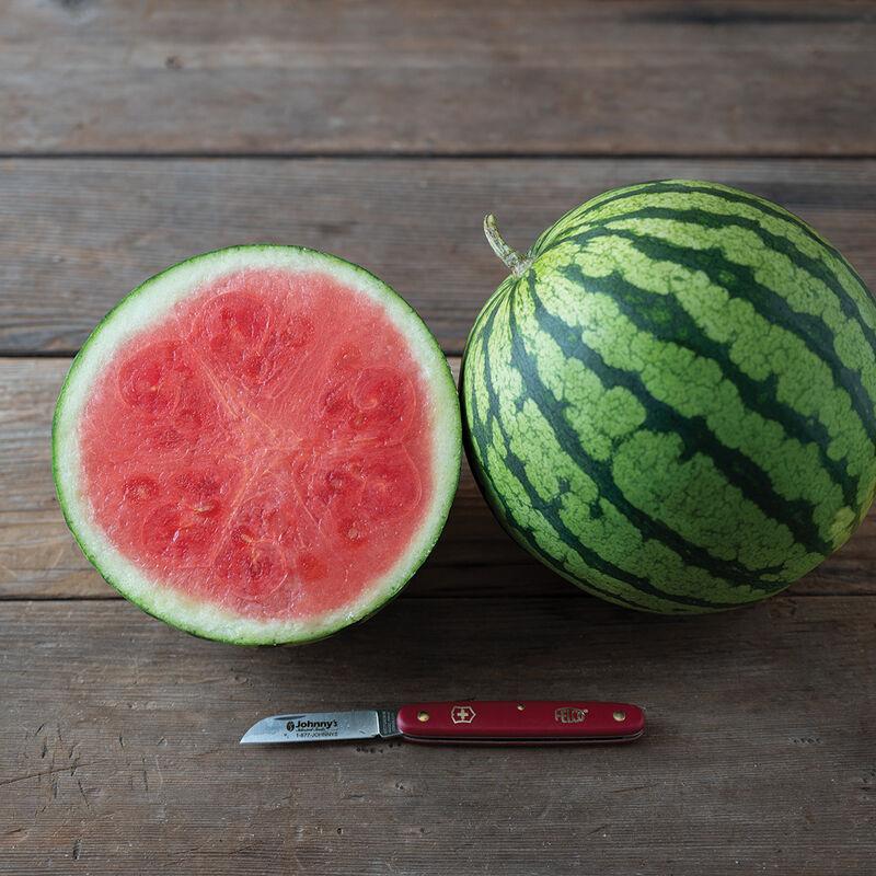 Citrullus lanatus 'Seedless Red Mini' - Watermelon Seedless Red Mini from My Organic Table