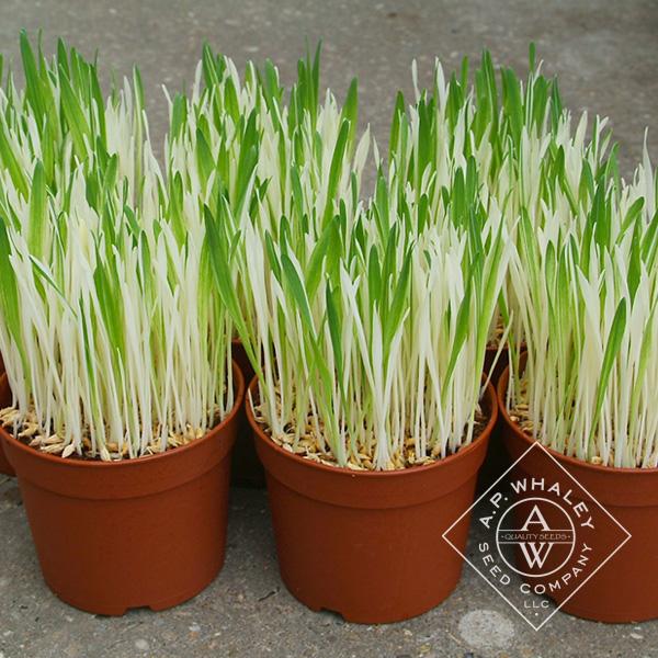 Dactylis glomerata 'Cat Grass (Barley)' - Cat Grass (Barley) from My Organic Table