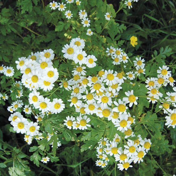 Matricaria chamomilla 'Chamomile, German (Common)' - Chamomile, German (Common) from My Organic Table