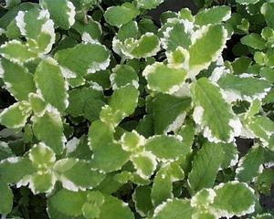 Mentha spicata 'Pineapple' - Mint, Pineapple from My Organic Table