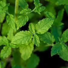 Mentha spicata 'Strawberry' - Mint, Strawberry from My Organic Table
