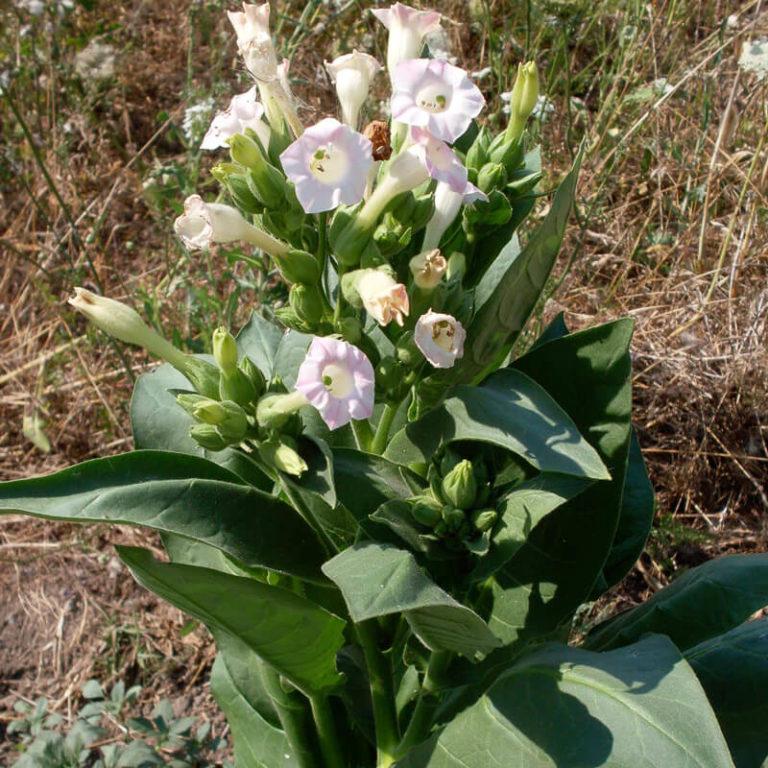 Nicotiana tabacum 'Shirazi' - Tobacco, Shirazi from My Organic Table
