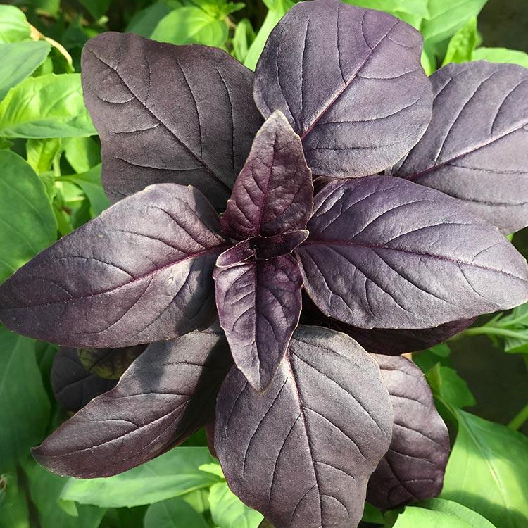 Ocimum basilicum 'Genovese, Prospera Red' - Basil, Genovese, Prospera Red from My Organic Table