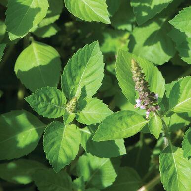 Ocimum basilicum 'Holy (Tulsi)' - Basil, Holy (Tulsi) from My Organic Table
