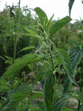 Urtica dioica 'Stinging Nettle' - Stinging Nettle from My Organic Table