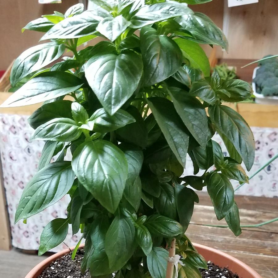 Ocilicum basillicum 'Everleaf Emerald Towers' - Basil, Everleaf Emerald Towers from My Organic Table