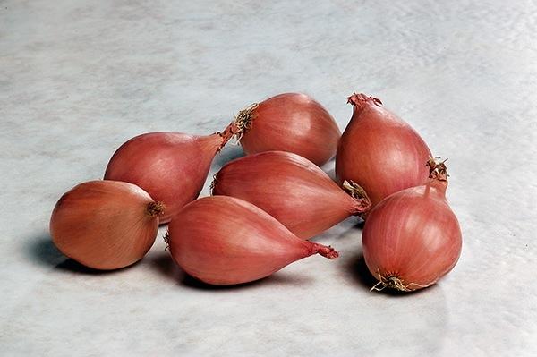 Allium cepa - Shallot from My Organic Table