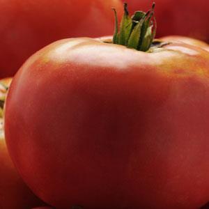 Solanum lycopersicon 'Jersey Boy' - Tomato, Beefsteak from My Organic Table
