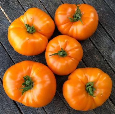Solanum lycopersicon 'Amalfi Orange' - Tomato, Amalfi Orange from My Organic Table