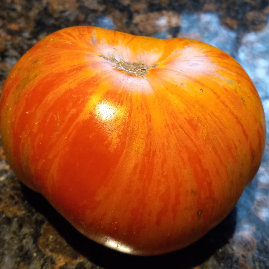 Solanum lycopersicon 'Benevento' - Tomato, Benevento from My Organic Table