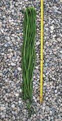 Phaseolus vulgaris 'Yard Long Bean' - Bean, Yard Long from My Organic Table