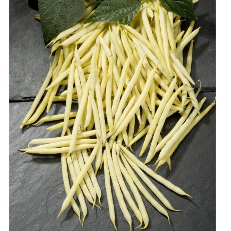 Phaseolus vulgaris 'Yellow Snap' - Bean, Snap, Yellow from My Organic Table