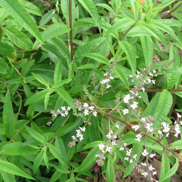 Aloysia citriodora - Lemon Verbena from My Organic Table