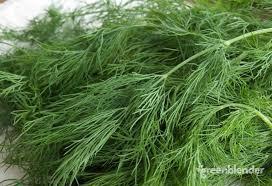 Anethum graveolens 'Bouquet' - Dill from My Organic Table