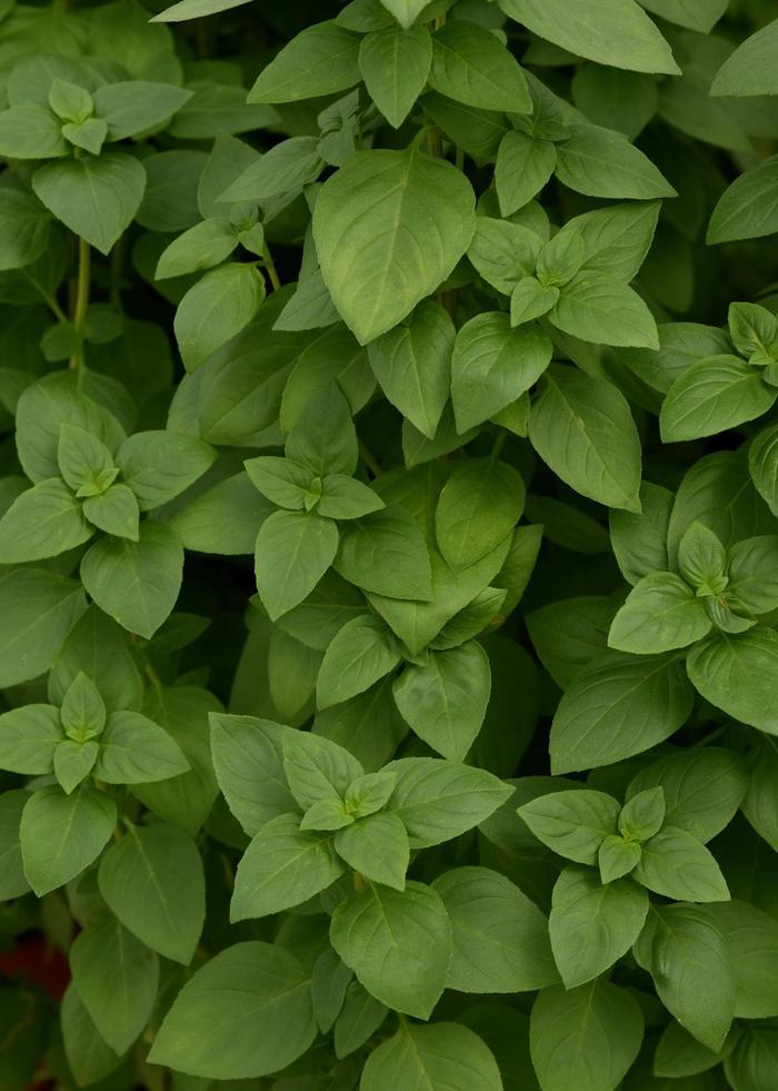 Ocimum basilicum Everleaf Lemon