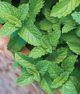 Mentha spicata Spearmint