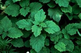 Pogostemon cablin Patchouli