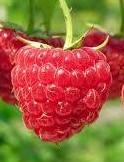 Rubus idaeus Caroline