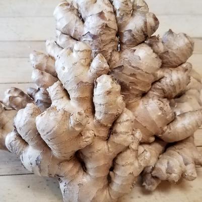 Zingiber officinale Ginger