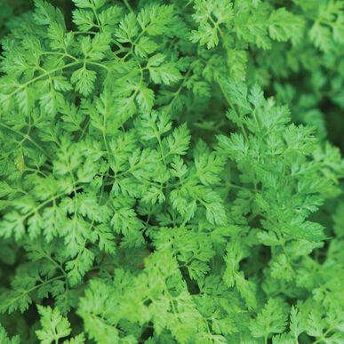 Anthriscus cerefolium 