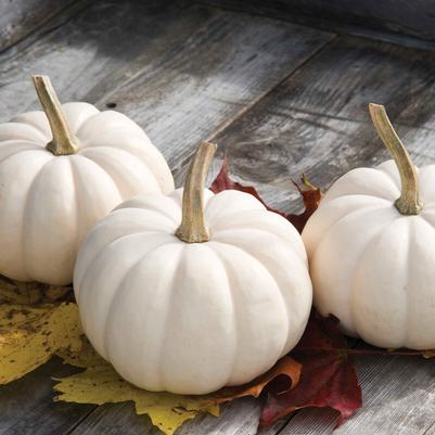 Cucurbita pepo Casperita