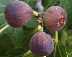 Ficus carica Chicago Hardy