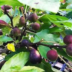 Ficus carica Violette de Bordeaux