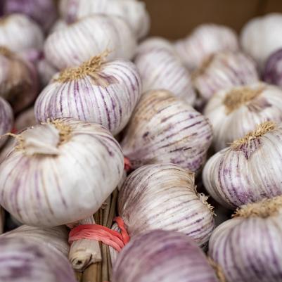 Allium sativum Chesnock Red (hard neck)