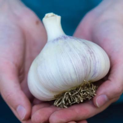 Allium sativum Montana Giant (hard neck)