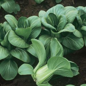 Brassica rapa subsp. chinensis Baby Bok Choi