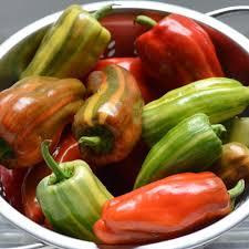 Capsicum annuum Candy Cane Red