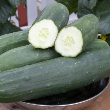 Cucumis sativus Peticue