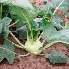 Brassica oleracea var. gongylodes Korist
