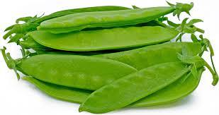 Pisum sativum 