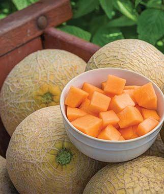 Cucumis melo Sugar Cube