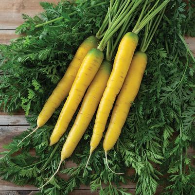 Daucus carota Gold Nugget