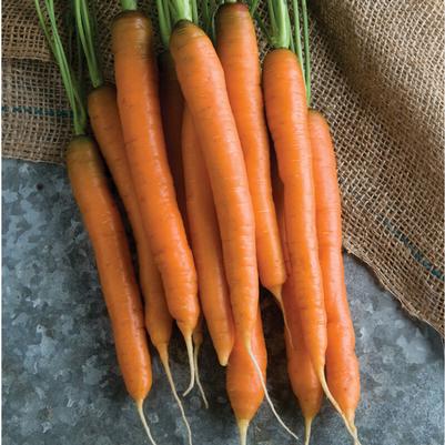 Daucus carota Mokum