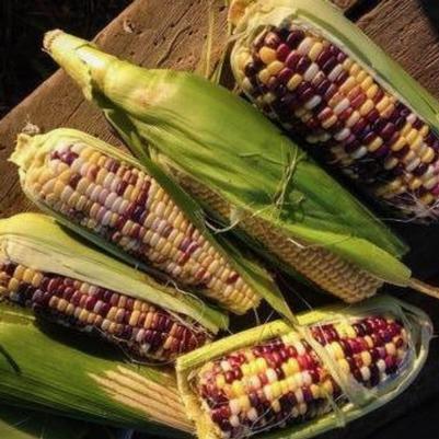 Zea mays Festivity