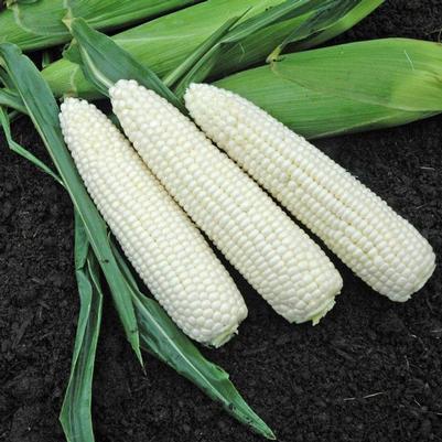 Zea mays Natural Bright