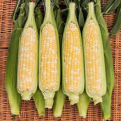 Zea mays Natural Sweet