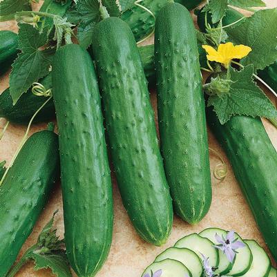 Cucumis sativus Spacemaster 80