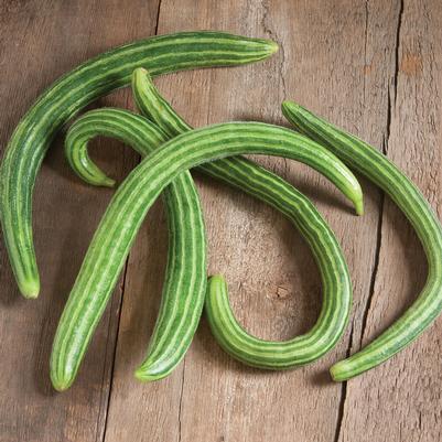 Cucumis sativus Striped Armenian