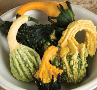 Lagenaria siceraria Autumn Wings Mix
