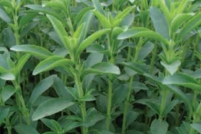Stevia rebaudiana 